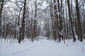 Fototapeta premium Winter forest, trees under a layer of snow.