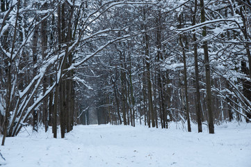 Winter forest, trees under a layer of snow.