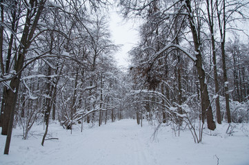 Winter forest, trees under a layer of snow.