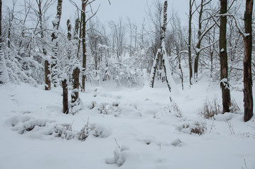 Fototapeta premium Winter forest, trees under a layer of snow.