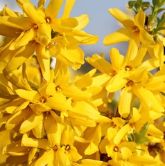 Bright yellow bushes of Forsyth delight people with their beauty