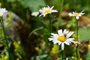 Nektarsammler Margeriten am Gosausee