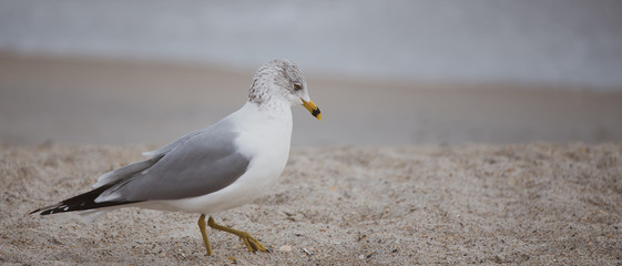 Seagull at the Beach