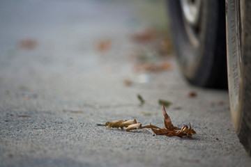 leaf on the road