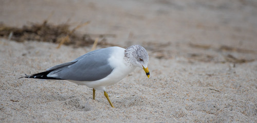 Seagull at the Beach