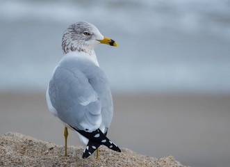 Seagull at the Beach