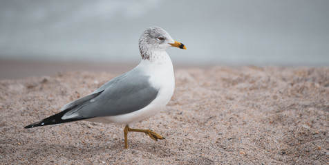 Seagull at the Beach