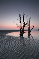 Evening tree on the beach.