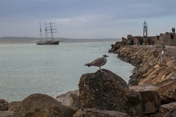 Fototapeta na wymiar Seagull on a rock, coast of Atlantic ocean