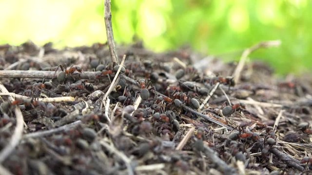 4K video of an ant hill with many swarming ants working around the colony straw nest. Ants crawling and looking for food. Rainforest or nature insect. Close up shot. Macro big blurred bokeh footage