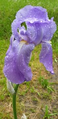 schwertlilie iris