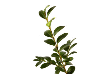 green leaf of a plant isolated on white background