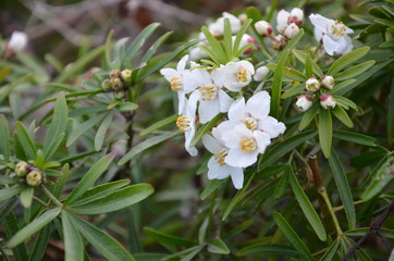 White flowers in the forest