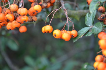 Berries on a branch
