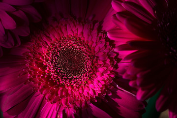 Hot Pink Gerber Daisy