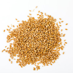 Wheat grains isolated on white background. Wheat seeds close up
