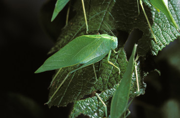 SAUTERELLE tettigoniidae