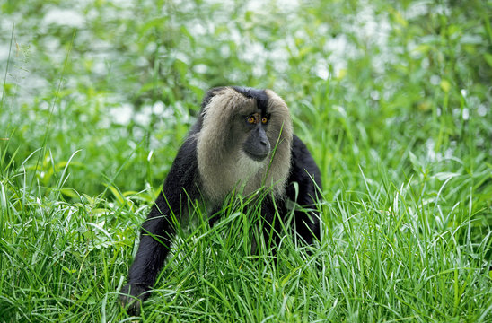 MACAQUE OUANDEROU Macaca Silenus