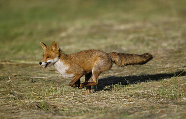 RENARD ROUX vulpes vulpes