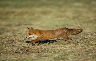 RENARD ROUX vulpes vulpes