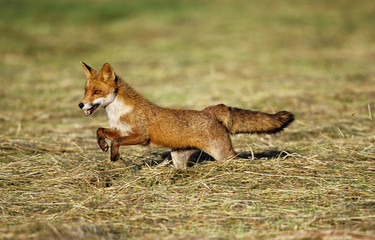 RENARD ROUX vulpes vulpes