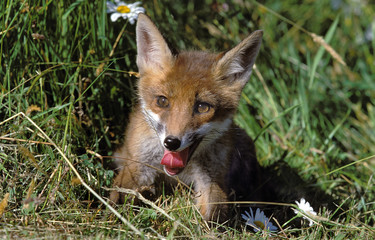 RENARD ROUX vulpes vulpes