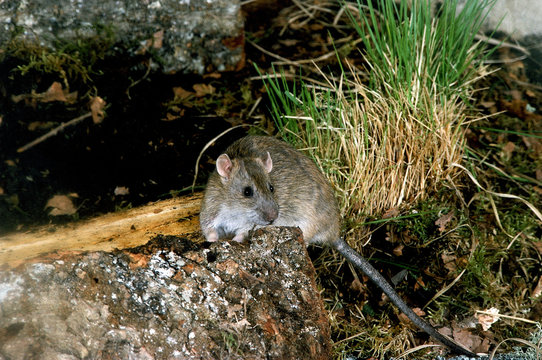 SURMULOT rattus norvegicus