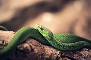 MAMBA VERT dendroaspis angusticeps