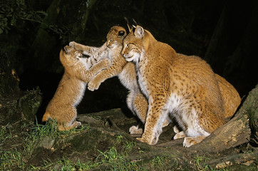 LYNX BOREAL  felis lynx