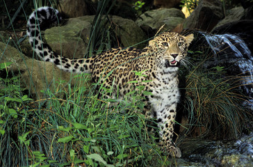 PANTHERE LEOPARD panthera pardus