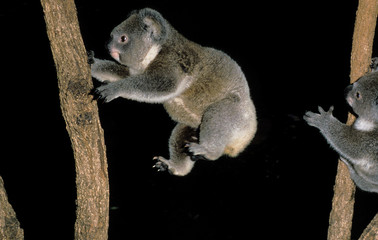 KOALA phascolarctos cinereus