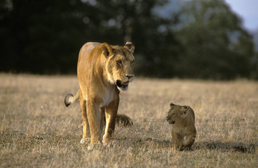 LION D'AFRIQUE panthera leo