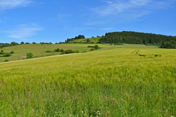 Getreidefeld in der Rhön