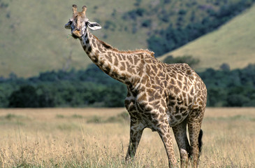 GIRAFE MASAI giraffa camelopardalis tippelskirchi