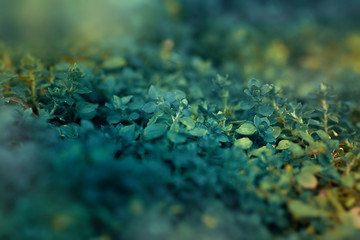 Natural green background, bright colored grass and plants, green texture, leaves