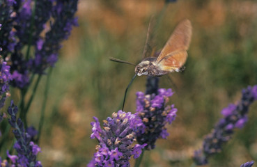 PAPILLON MORO SPHINX macroglossum stellatarum
