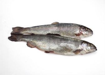 TRUITE ARC EN CIEL POISSONNERIE