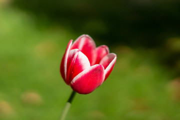 rot-weiße Tulpe vor unscharfem grünen Hintergrund