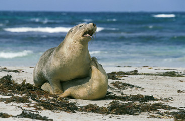 Fototapeta premium LION DE MER AUSTRALIEN neophoca cinerea