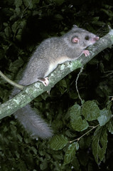 LOIR glis glis