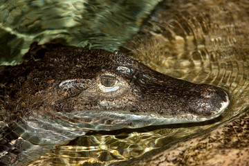 CAIMAN A LUNETTES caiman crocodilus