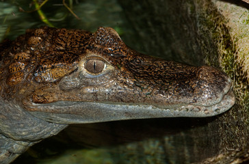 CAIMAN A LUNETTES caiman crocodilus