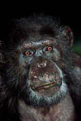 CHIMPANZE pan troglodytes