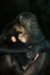 CHIMPANZE pan troglodytes
