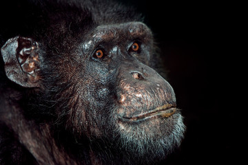 CHIMPANZE pan troglodytes