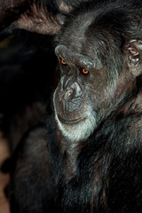 CHIMPANZE pan troglodytes