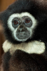 GIBBON A MAINS BLANCHES hylobates lar