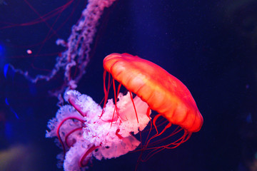 jellyfish