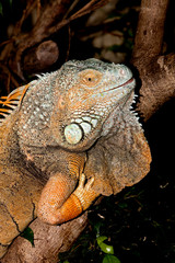 IGUANE VERT iguana iguana