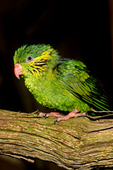 LORIQUET JOLI  charmosyna placentis